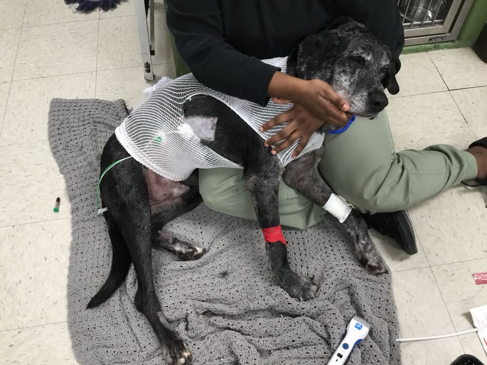 Forbin is on the floor being held by a person wearing a black top and green pants. they wrap their arms around the pup, who is clearly not feeling well.