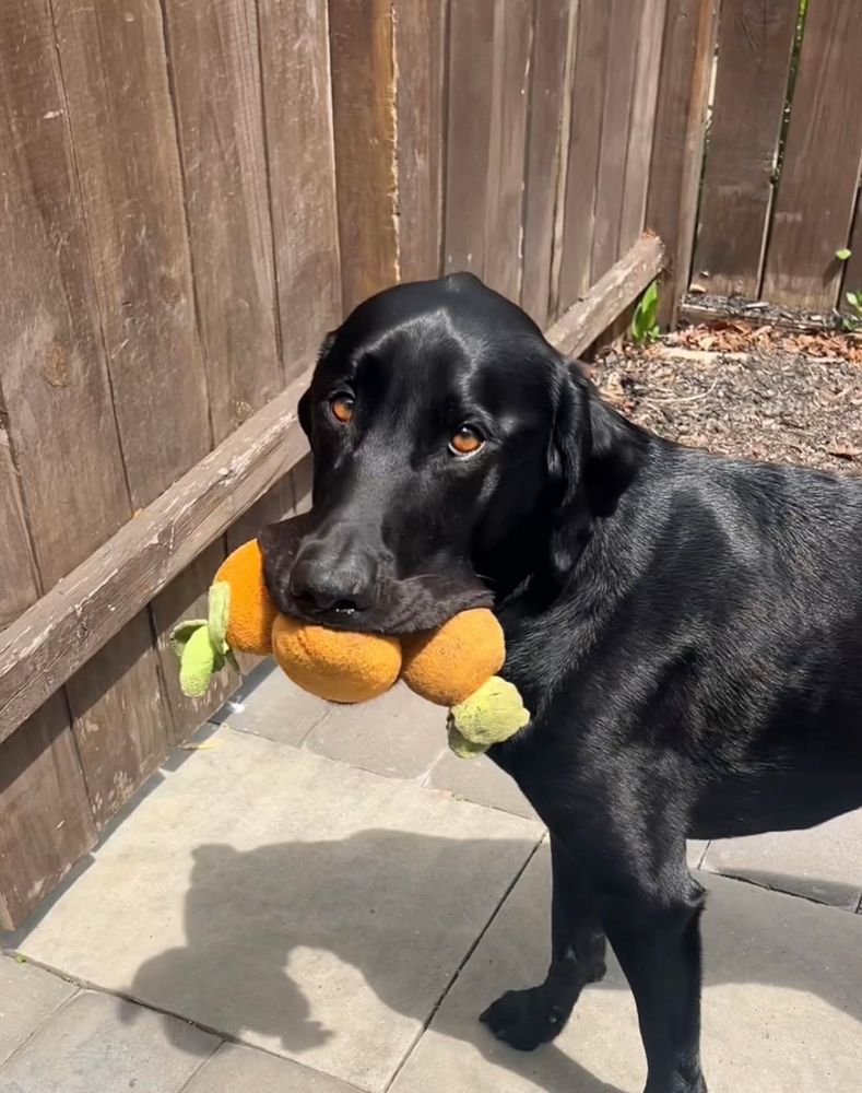 the black lab stands outside in direct sunlight, his shadow on the concrete ground below him. the pup looks up at the camera with his eyes. three stuffed carrots in his mouth.