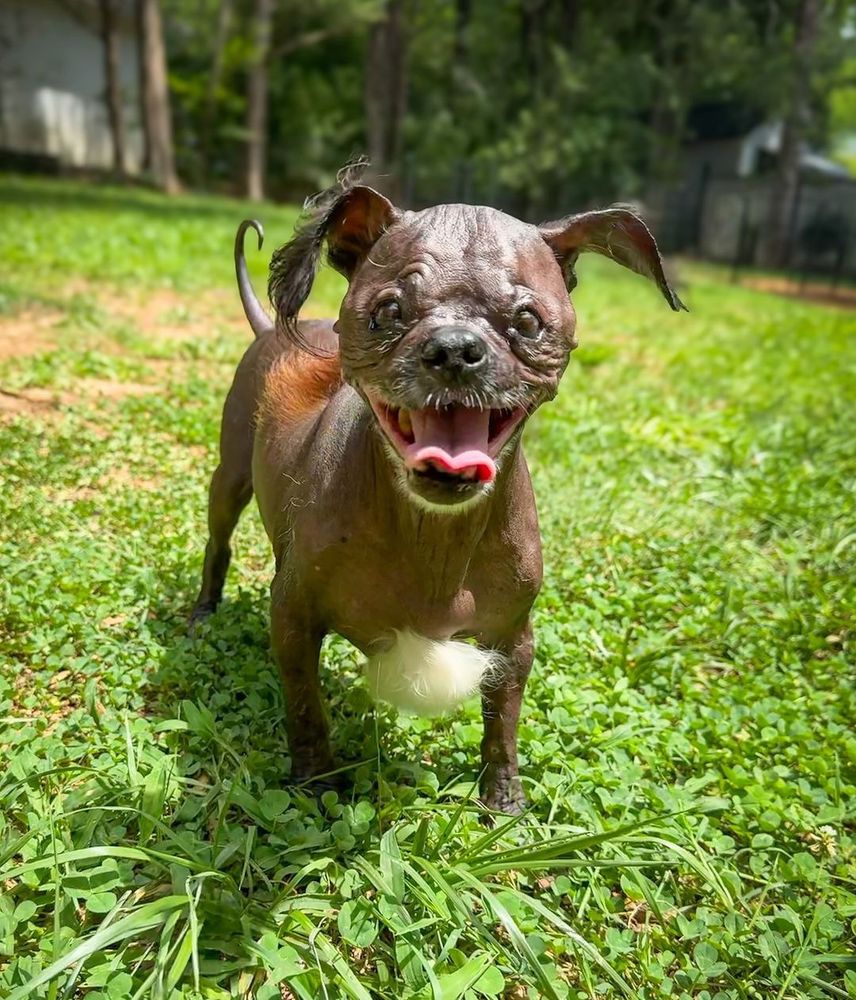 a small, mostly hairless dog-shaped creature stands in a green yard and smiles joyfully. he has a tuft of reddish brown fur on his back, a lush cotton ball of hair on his chest, and wispy black ear hair, and none anywhere else. his tail is shiny and curled at the tip, making it look like a fish hook. his face is an untold number of wrinkles, like a putty sculpture someone left in the sun too long.
