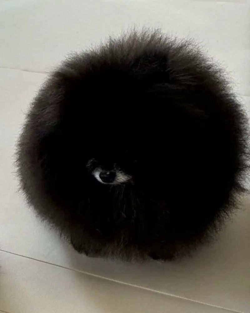 a fluffy black orb like a soot sprite is sitting on a white floor. there’s a small crescent shape of white right in the middle, with a black round spot centered within it. at first glance, it has the appearance of a single eyeball floating in the middle of the void. at second glance, it still looks like that. but maybe on third examination, it’s clearer that the white is from a dog’s little snout, and the black in the middle is the dog’s nose, and any other distinguishing feature like eyes, ears, and paws are absorbed into the black void.