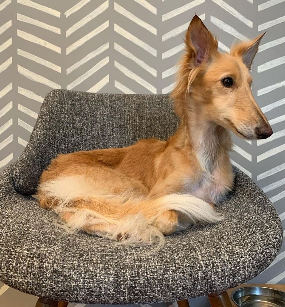 cleo the silken is curled up like a little nugget in a gray chair, all her limbs obscured in a puddle of fur. her neck sticks up and her ears are alert as she looks off frame. she’s got the posture of a rubber ducky.