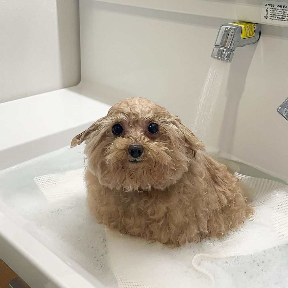 a very soggy light brown dog with what would normally be curly hair sits in a shallow tub with a faucet actively soaking her back. her fur is completely flattened out on top of her head, and her ears hang down like a floppy-eared sheep’s. her round dark eyes have a hint of betrayal behind them, and her feet are not visible under the water.