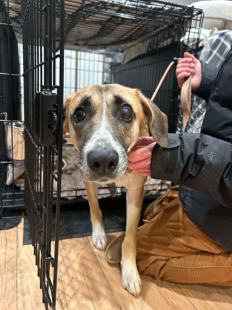 Heidi, the brown dog, steps out of a wire crate. she sniffs toward the camera, brows furrowed and her large eyes pointed in our direction.