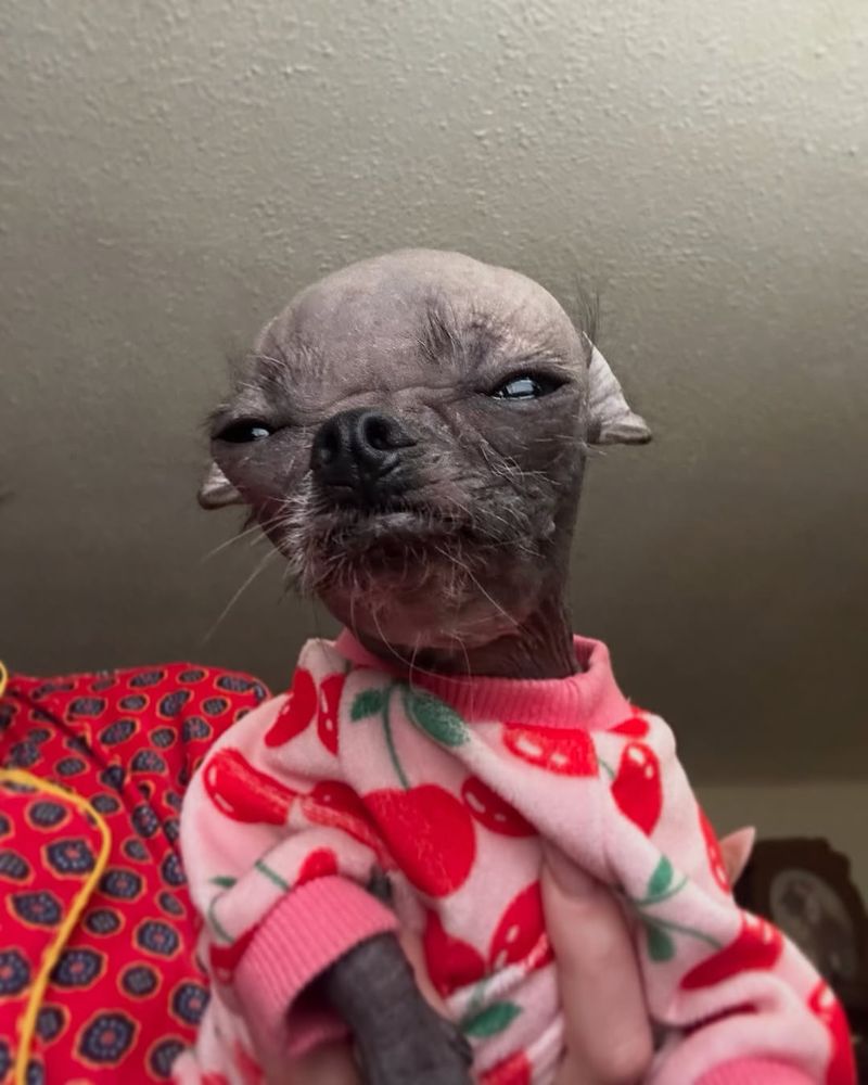 a gray hairless gremlin squints at the camera with the look of a bad motherhecker. she’s scowling, but wearing a pink fleece jumper with cherries printed all over. the cognitive dissonance is strong. upon further inspection, this may just be a hairless chihuahua, but you can’t blame us for the misunderstanding.