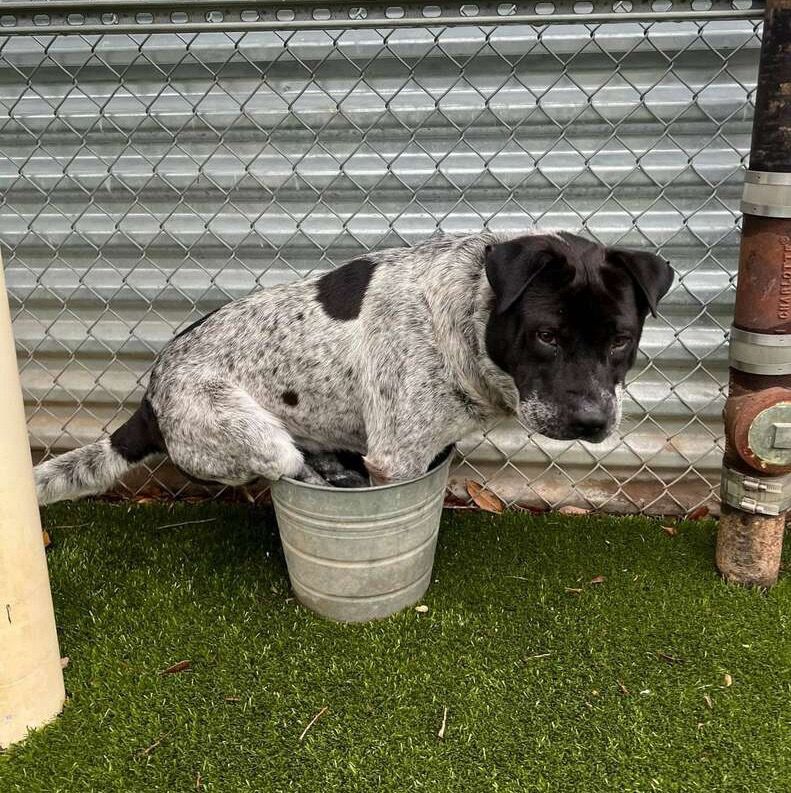 a black and white cattle dog fits all four of his paws into a small metal bucket. though it looks extremely uncomfortable, he seems very determined and content.