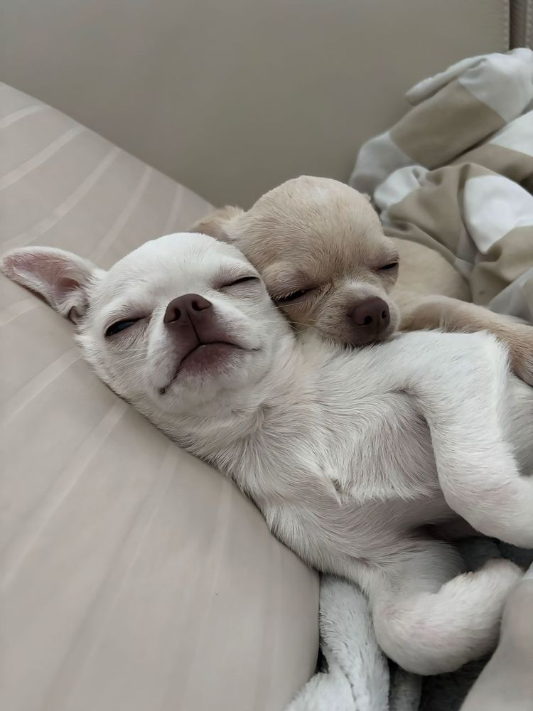 a side view of the chihuahuas snuggling. they looks so peaceful as they nap next to each other.