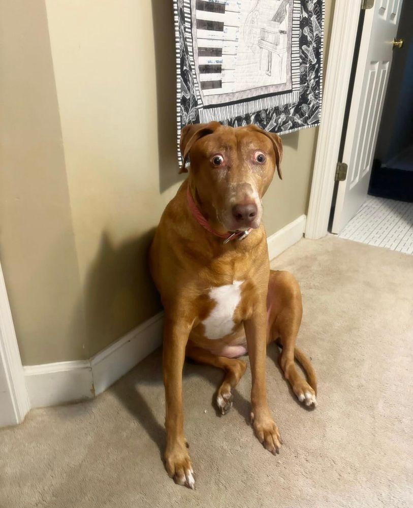 Belle, a brown dog with a white patch on her chest and toes sits against a beige wall. she's looking at us with wide eyes, and her ears start on top of her head. she may look a little different, but she's perfect.