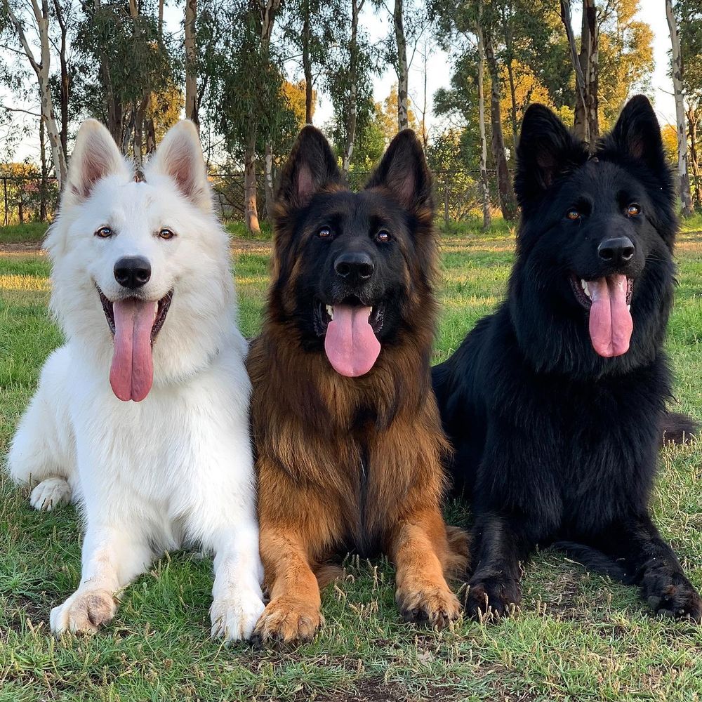 three shepherds are laying next to one another in some grass with golden sunlight filtering through trees in the background. from left to right, they are white, brown, and black. they also have matching pink tongues, all hanging out of their mouths.