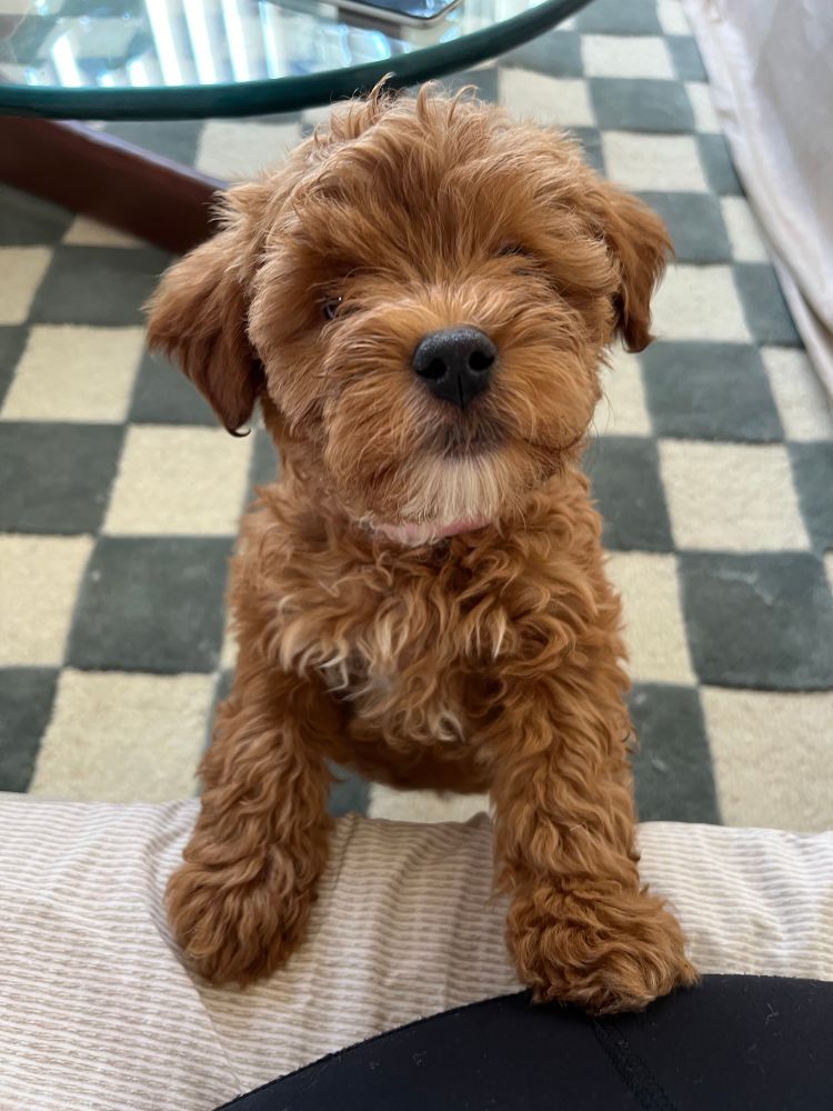 a teeny brown pup with short wavy fur has her front paws up on a sofa, one paw gently resting against the photographer’s leg. her head is tilted slightly to one side, and the fluff around her nose sticks out far enough that both her eyes are almost completely hidden.
