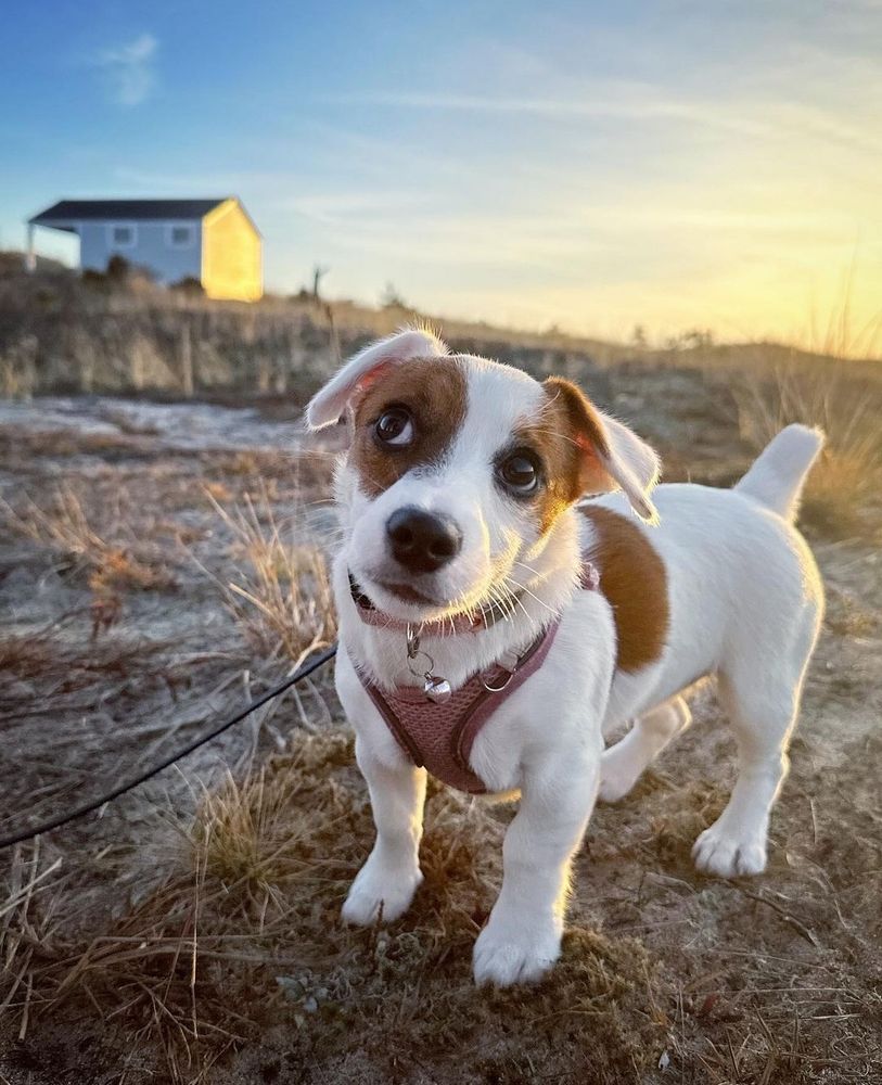 a little white and brown jack russell pup with a stumpy tail looks up and to her right innocently. she’s wearing a little mauve harness and standing on some dry dusty earth and desperately trying to play it cool. the sun is low in the sky behind her, making the sky a beautiful yellow and blue ombre.