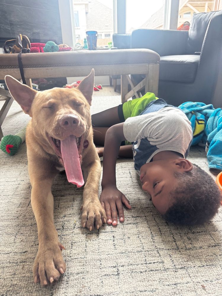 the duo now lays on a carpet enjoying each others company. Waylon is letting out a big yawn as Cai watches lovingly 
