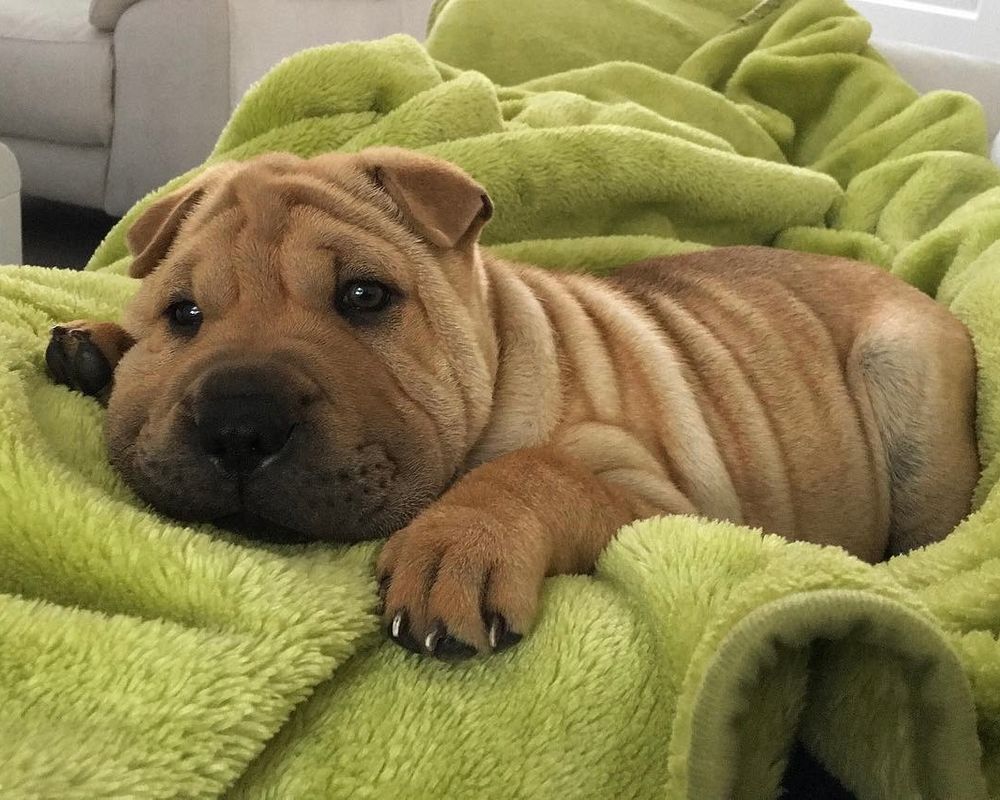 a spectacular crescent of golden-brown wrinkles is laying atop a soft, lime green blanket. each of the precious rolls from one end to the other no doubt came from an elaborate and precise lamination process and not just a casual plop. some might see what they believe is a shar pei puppy, but that can’t be it.
