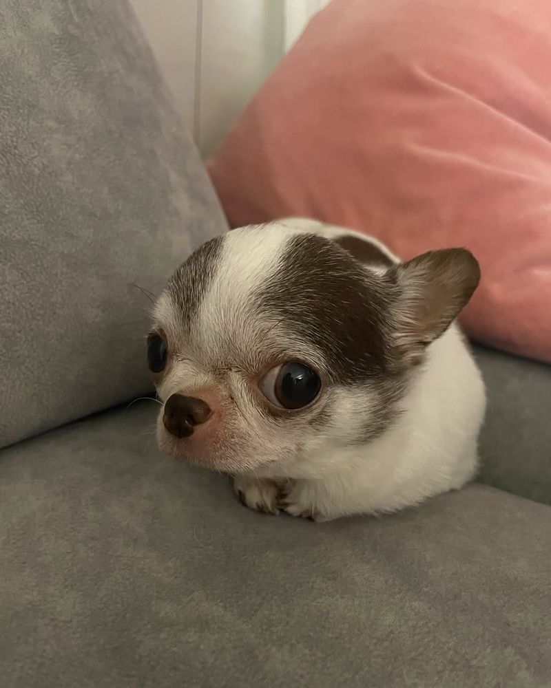 a teensy tiny white chihuahua with brown spots over each of her ears sits curled into a tiny ball on a gray couch. she looks at the camera out of the corner of her eye, her snoot is pink and brown, and her front paws are tucked up close to her body. please offer her cuddles immediately.