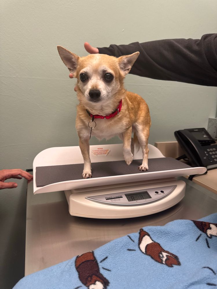 Isabella stands on a scale. as always she has a look of concern, and she lifts her left paw as if that's going to help dictate the outcome of the scale results.