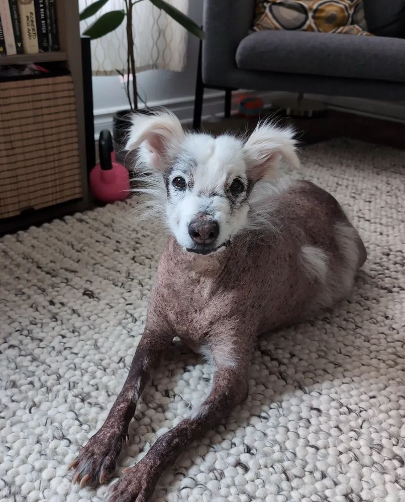 a senior dog sits on a cream rug and look at the camera with a slight grimace. his body is mostly hairless, though he does have a few tufts of white fur. for the most party his head is covered in white fluffy fur, he even has small mutton chops.