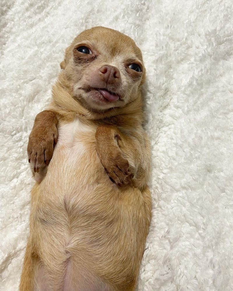 a long, light brown creature rests on her back. her eyes are drooping closed, her tongue sticks out a teeny bit, and she has no visible ears. her front paws (flippers?) are tucked up close to her body like a t-rex’s arms. the long noodle body has no other appendages within frame. (it's a chihuahua, or so we're told, but we would also have bought "potato" or "sea otter.")