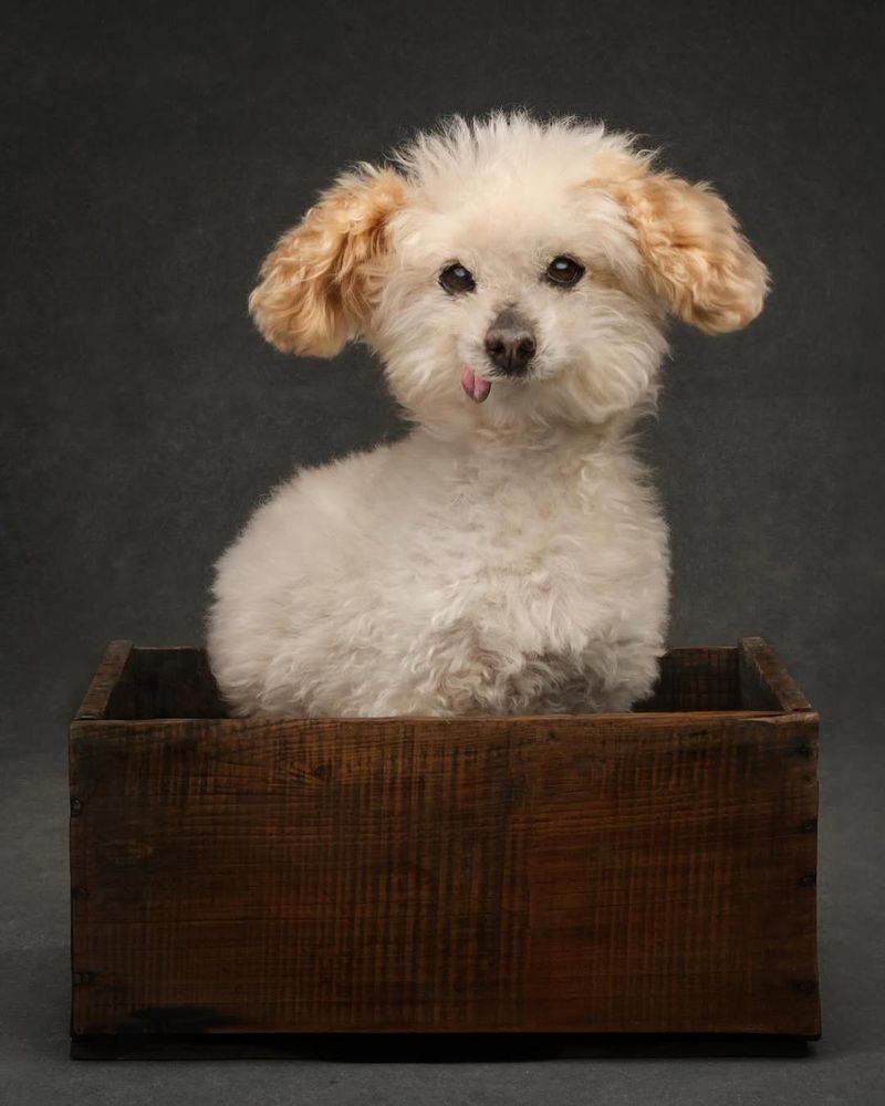 a senior pup with fluffy white fur and light brown ears that stick out like a lamb’s stands in a dark wooden box at a photo studio. her tongue hangs limply out of the right side of her mouth. she looks like she could be a teddy bear or a tiny llama.