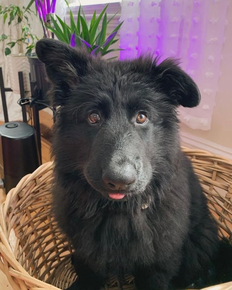a long-haired german shepherd puppy with black fur sits in a wicker basket. one gigantic fluffy ear is up while the other ear flops to one side. his tongue is out. 