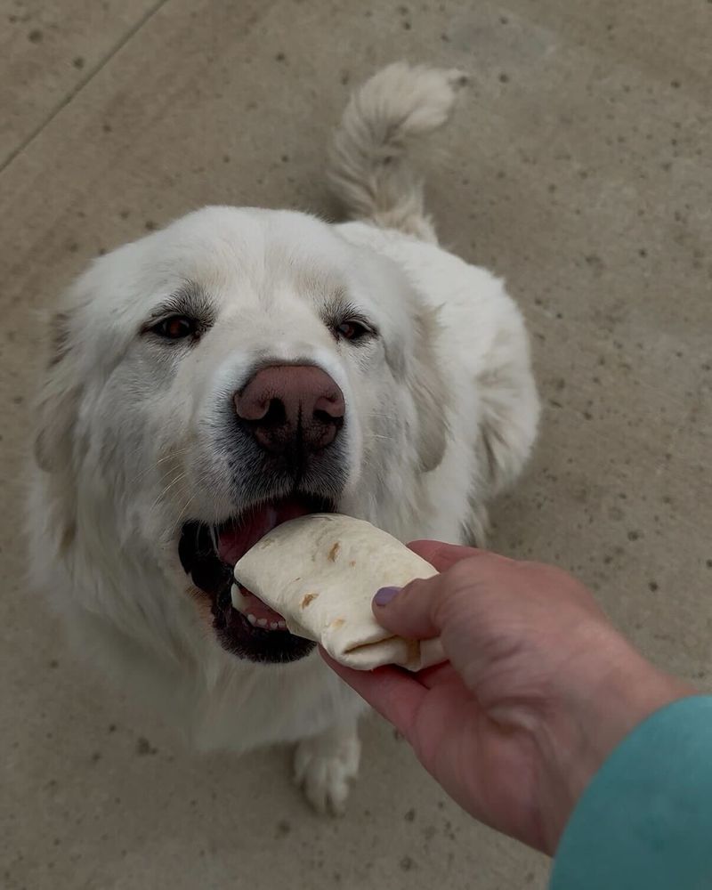 a great pyrenees opens his mouth to accept a breakfast burrito from his person. 