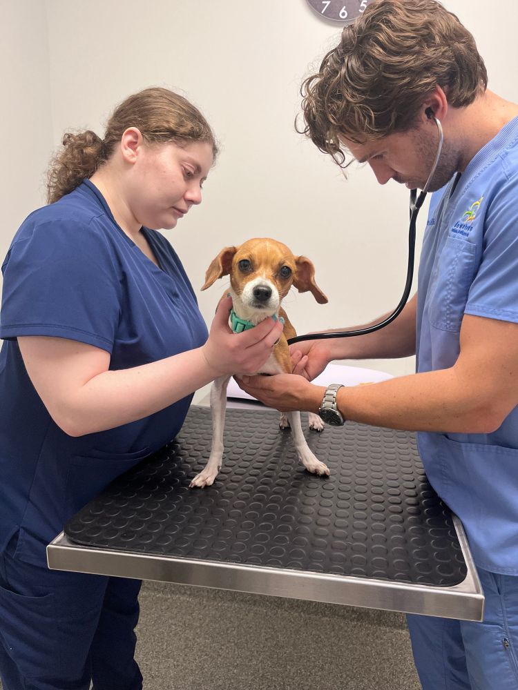 lux the pup is standing wide-legged on a vet table while someone holds a stethoscope to her chest and another tech in navy scrubs helps support her.