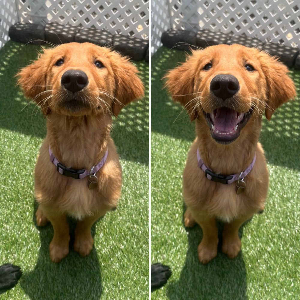 side-by-side photos of a golden retriever with reddish fur and white otter-like whiskers. on the left, olive is looking at the camera with a serious expression, but on the right, she’s smiling a big grin. an interloper’s black paw sticks into the frame in both. 