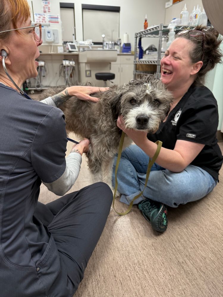 Benjamin stands on the floor with two vet techs on either side of him. one of them is listening to his heart with a stethoscope, and both vet techs seem to be smiling and having a great time, while Benjamin pouts.