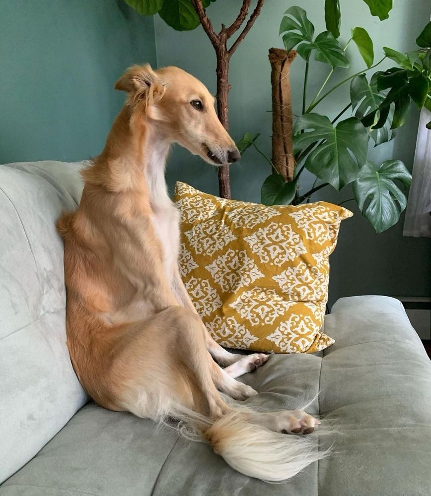 cleo is sitting in profile on a light gray couch. she’s hunched over ever so slightly with her ears pinned back. a single canine is hooked out over her lip like a little snaggle tooth. we’re not 100% sure, but we’re pretty sure she’s stepping on a little bit of her tail fur.     