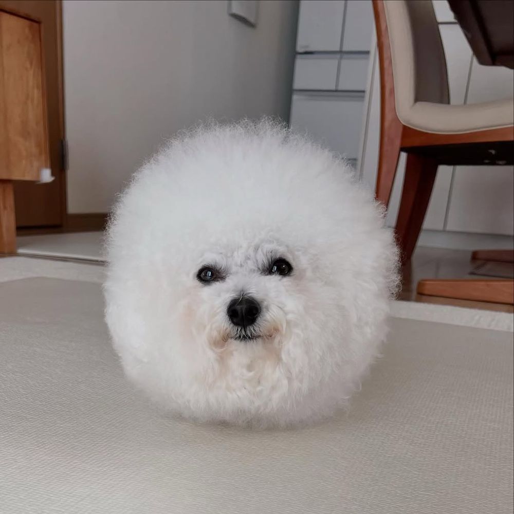 a bichon frise is sitting (or standing? laying down? hard to say, for reasons that will become apparent) on a light carpet and staring directly at the camera. her fur is teased out to form a perfect sphere, and her legs are nowhere in sight, so she just looks like a white orb with a little black nose and judgmental brown eyes.