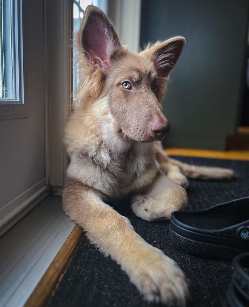 a photo of a light brown Siberian Husky, named Ada, laying on a carpet positioned right in front of a white double door. one of Ada’s front paws is extended towards the camera while the other is tucked beneath her. she gives the camera a side glance with her ears perked.