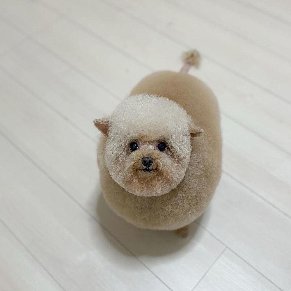 the same light brown pup is fully dried off after a fresh grooming session. her body is a smooth orb, her head a perfect sphere, and her tail just has one little pompom of fur at the very tip. her ears are sticking out to the sides now, supported by the fluff all around them. only the little toes of one foot are visible under her round chest, and otherwise you’d easily convince us she’s just hovering there.