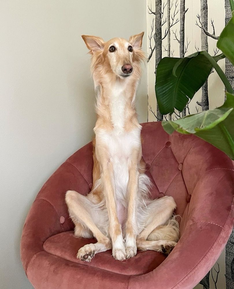a blond silken windhound sits upright in a tall posture in a mauve tufted chair. she has big pointy ears, long wispy fur on her face and legs, and all four of her legs are tucked in together, her front legs straight as a board.