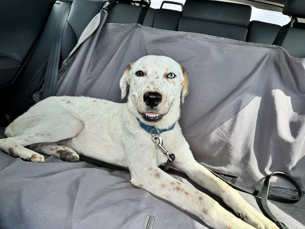 Azzurro lounges in the back seat of a car. he looks at the camera with a goofy smile that only exposes his bottom teeth. he is very relaxed and happy in this moment.
