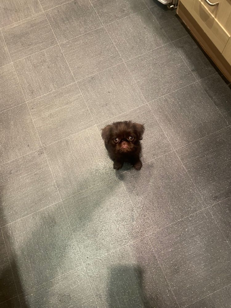 a teensy brown ball of fluff sits on a gray tile floor and looks up at the camera. the dog’s eyes are wide-set and pleading, and his little mouth curves down in a dramatic frown. his little body only takes up one half of one tile, and it looks like he could be swallowed up by shadows any second. pick him up!