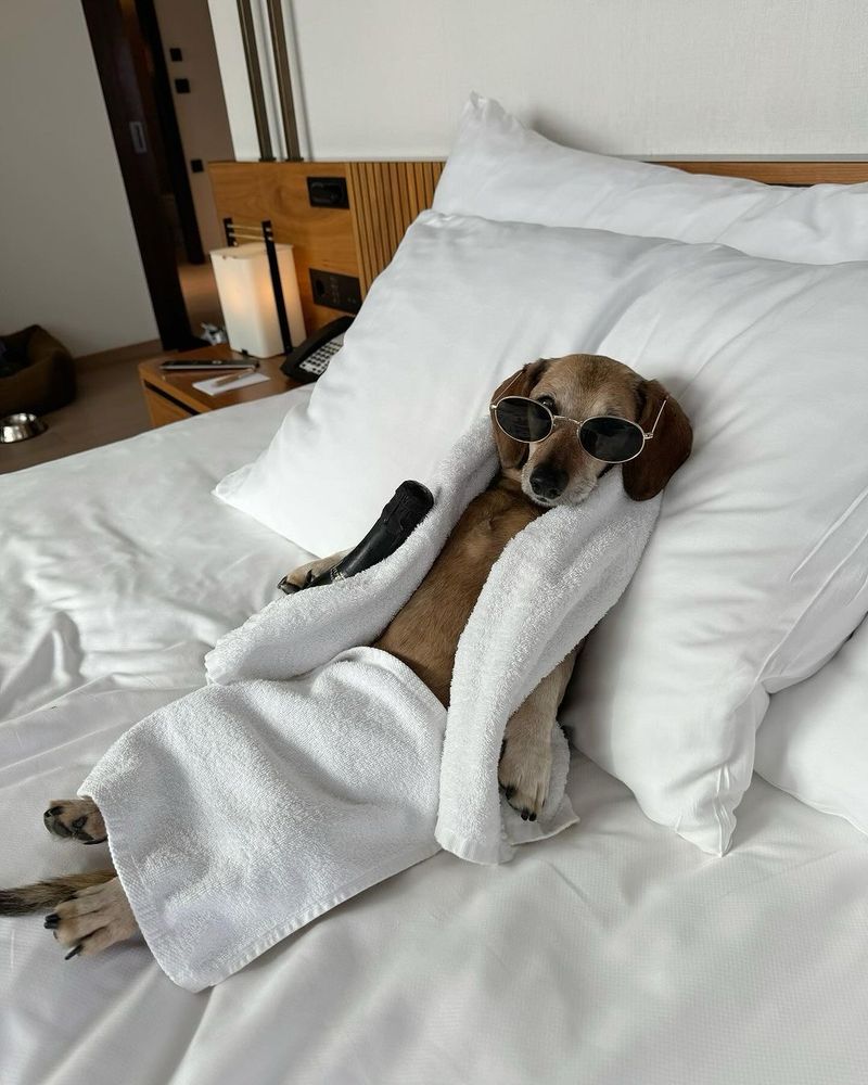 a brown dog wearing sunglasses reclines on a plush hotel bed with a towel over his legs and another wrapped around his shoulders. he has a TV remote under his right paw, and he’s looking over the rims of his sunglasses at you like he simply cannot be bothered. 