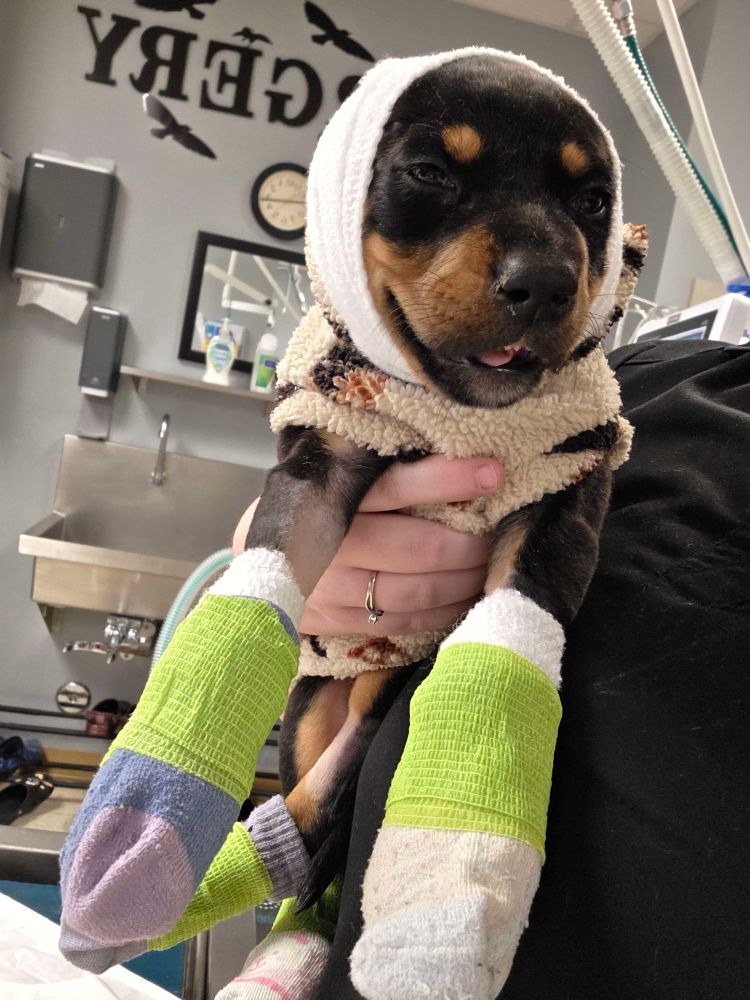 a little doberman puppy is held under a person’s arm. the dog has bandages around her head and a drowsy look on her face. she’s bundled up in a fleece and has bandages and socks on all four paws. 