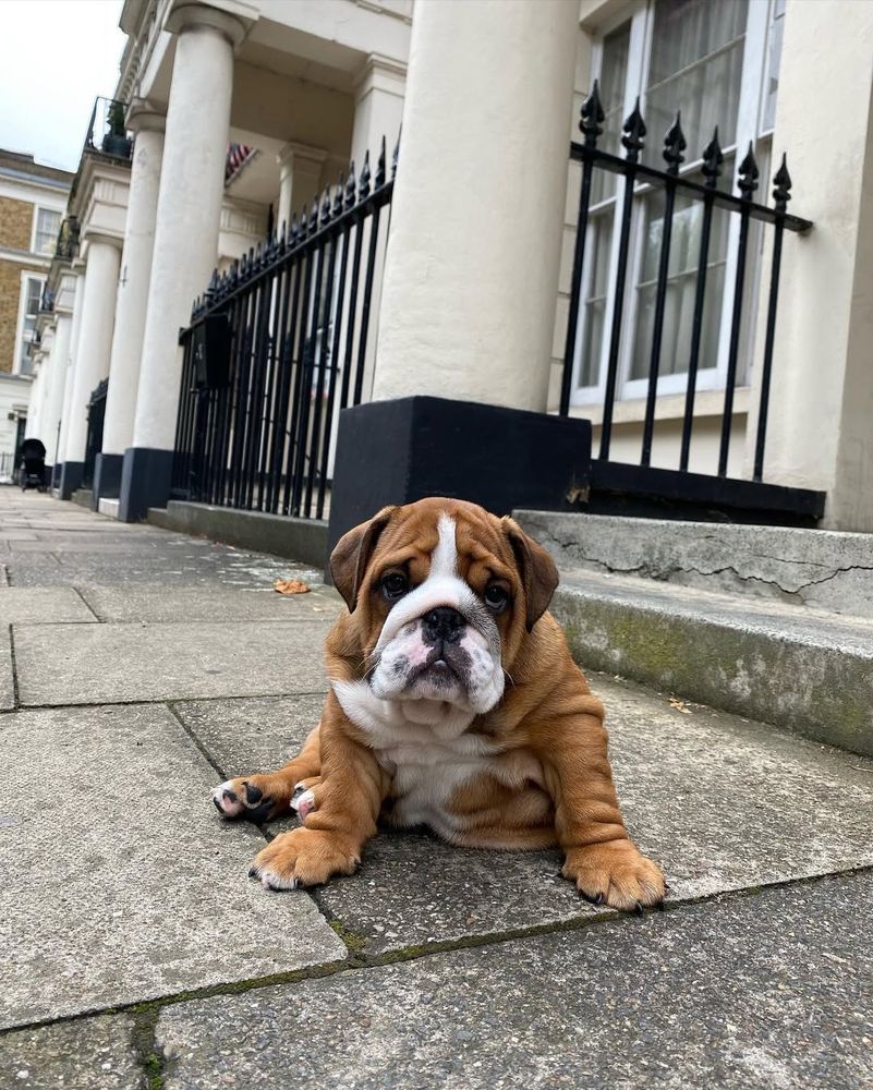 a puddle of brown and white wrinkles that we presume was formerly a bulldog puppy sits on the sidewalk. she has wrinkles on her arms, on her face, above her nose, and even on her belly. her paws are enormous.