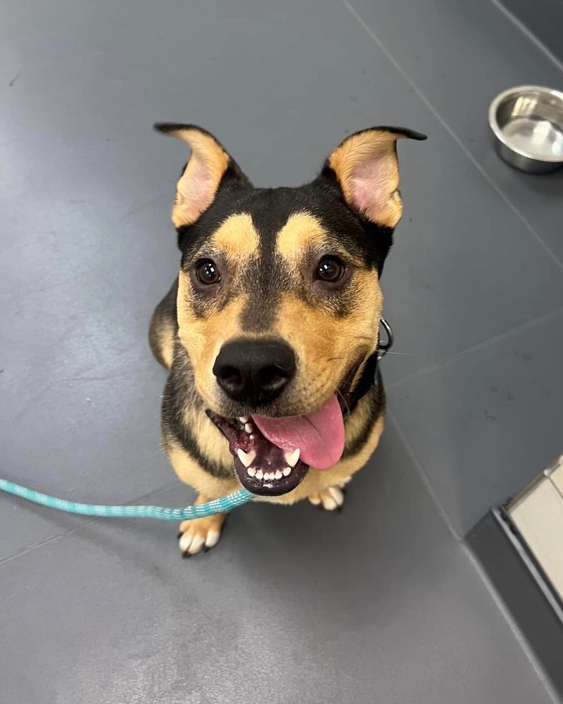 a black and tan dog sits on a dark tile floor and smiles up at the camera with his tongue hanging out. his ears stand upright but curl down and out at the tips.