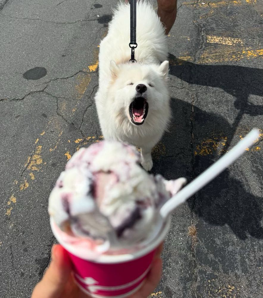a fluffy white samoyed stands in a parking lot, the sunshine casting her shadow on the ground. the pup has thrown her head back, her eyes are closed and her mouth is open as she yells. someone holds a pink cup of white ice cream in front of the her. give her a little lick for crying out loud.