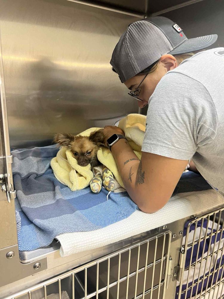 Forest the fluffy pup lays in a vet kennel on a blue towel. he's tucked in under a yellow towel, and his front legs are wrapped in a new camo bandage. a person leans into the kennel and rests their hand over Forest to comfort him. Forest's eyes are heavy and he looks exhausted.