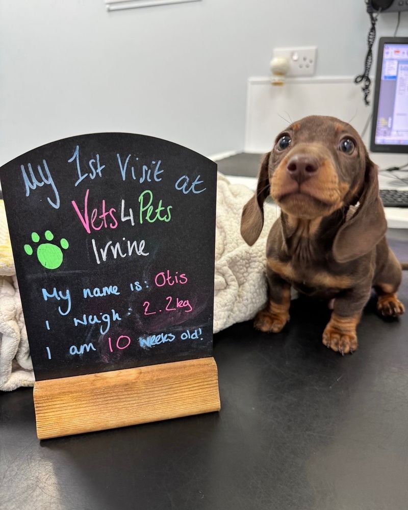 a tiny brown dachshund puppy with tan a snoot and eyebrows, and adorably wrinkly ankles sits on a black countertop. next to him is a chalk sign that reads, "My first visit at Vets 4 Paws in Irvine." the sign indicates the wide-eyed puppy's name is Otis, he is 2.2 kilograms, and he's 10 weeks old.