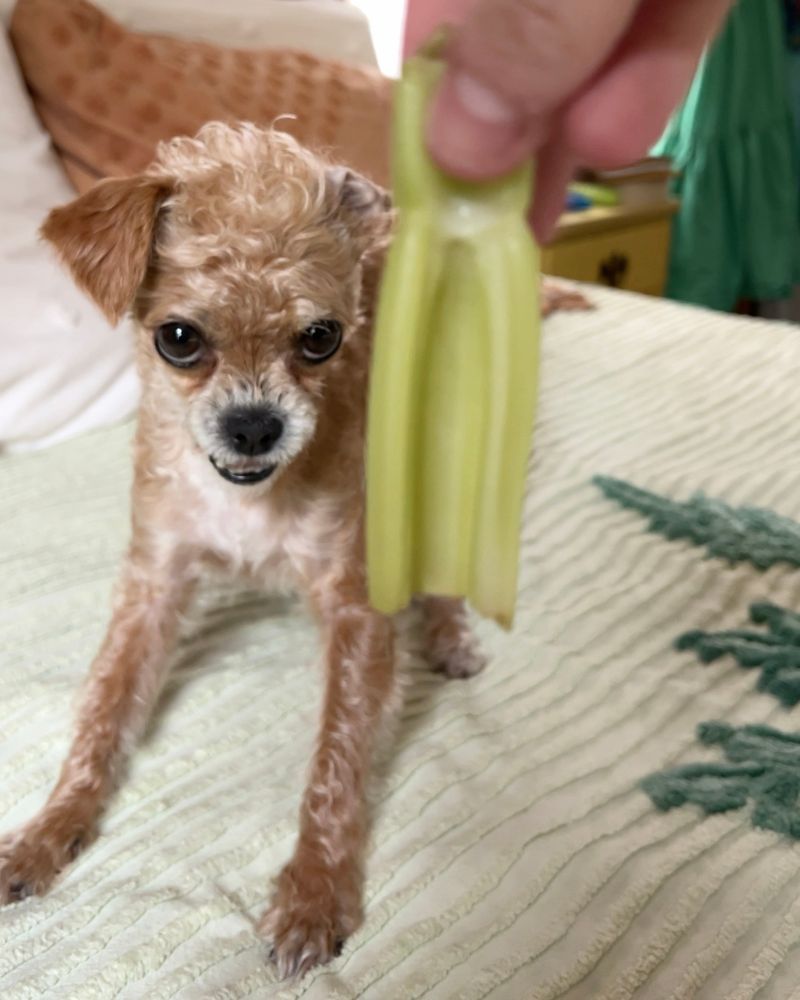a photo of a small beige and white pup named Spud deviously eyeing a stalk of celery dangling in front of her. the stare is absolutely menacing. 
