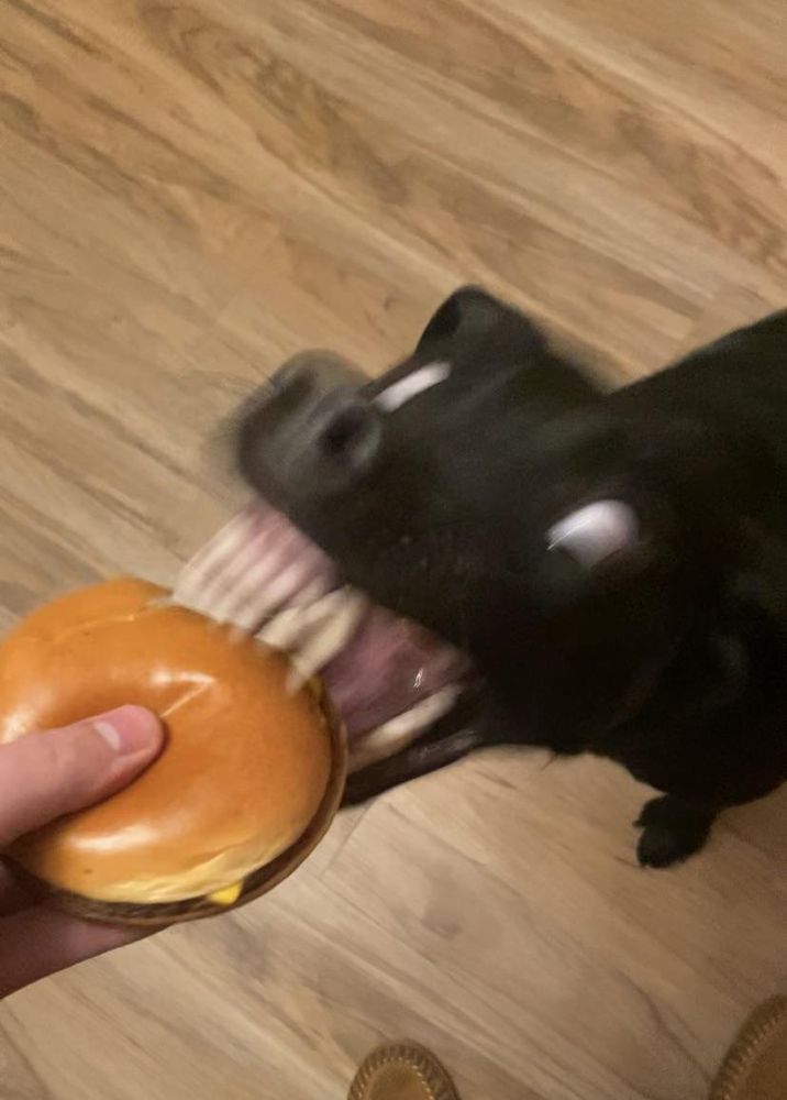 a slightly horrifying yet equally fascinating blur of a black dog reaches with his mouth for a cheeseburger that's being held in front of him. his white eyes look wild with excitement, and his teeth are deceptively long with the shutter speed. we hope that burger is everything he hopes it would be.