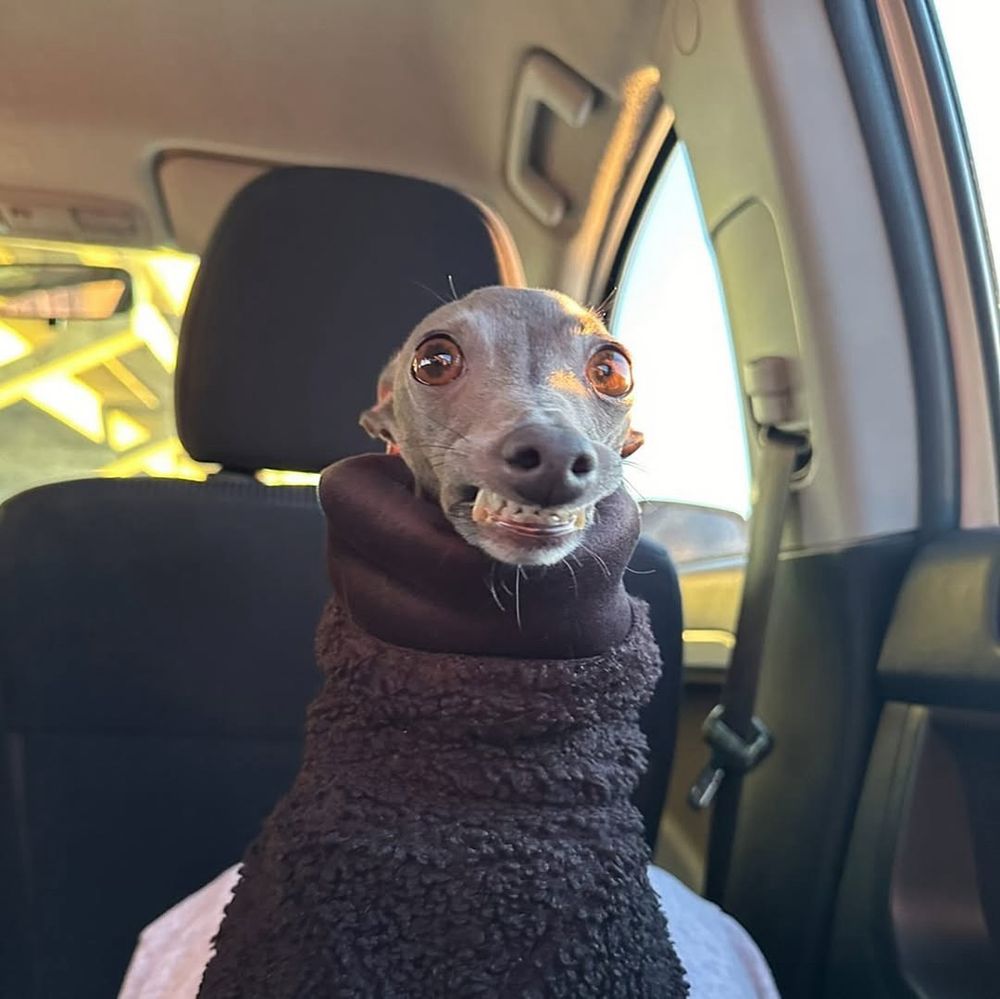 a gray italian greyhound wearing a thick, brown fleece turtleneck sits in a car. she looks at you with large brown eyes and a grimace. her teeth bared in embarrassment and maybe even disgust. for some reason her fashion advice holds so much weight.