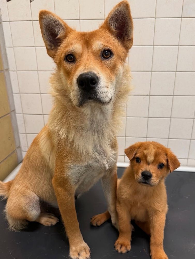 Twilight sits next to her mom Celestia, a tan and white dog with tall alert ears and golden brown eyes.