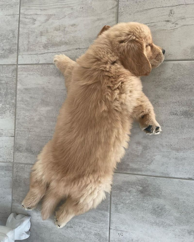 a fluffy golden retriever puppy lays belly down on gray tile floor. he is fast asleep. his front legs are sprawled out to the side, and his hind legs point straight back, his little tail resting right between them.
