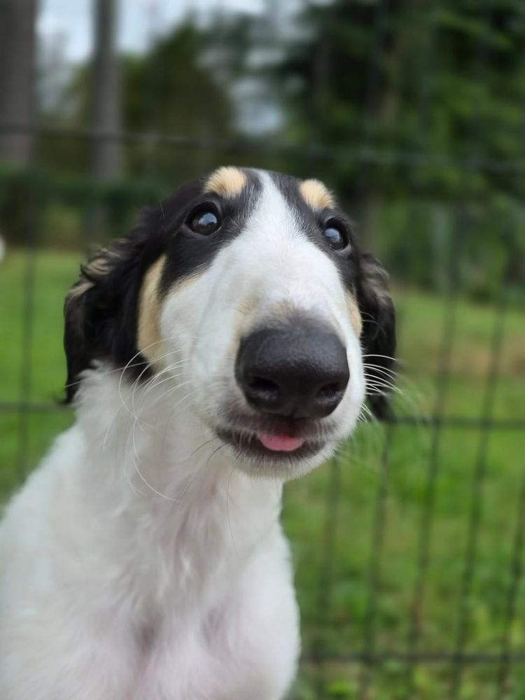 a close up of Mandy the borzoi puppy. we've caught her with her tongue sticking out in the early moments of a blep. her white whiskers are pronounced from this angle.