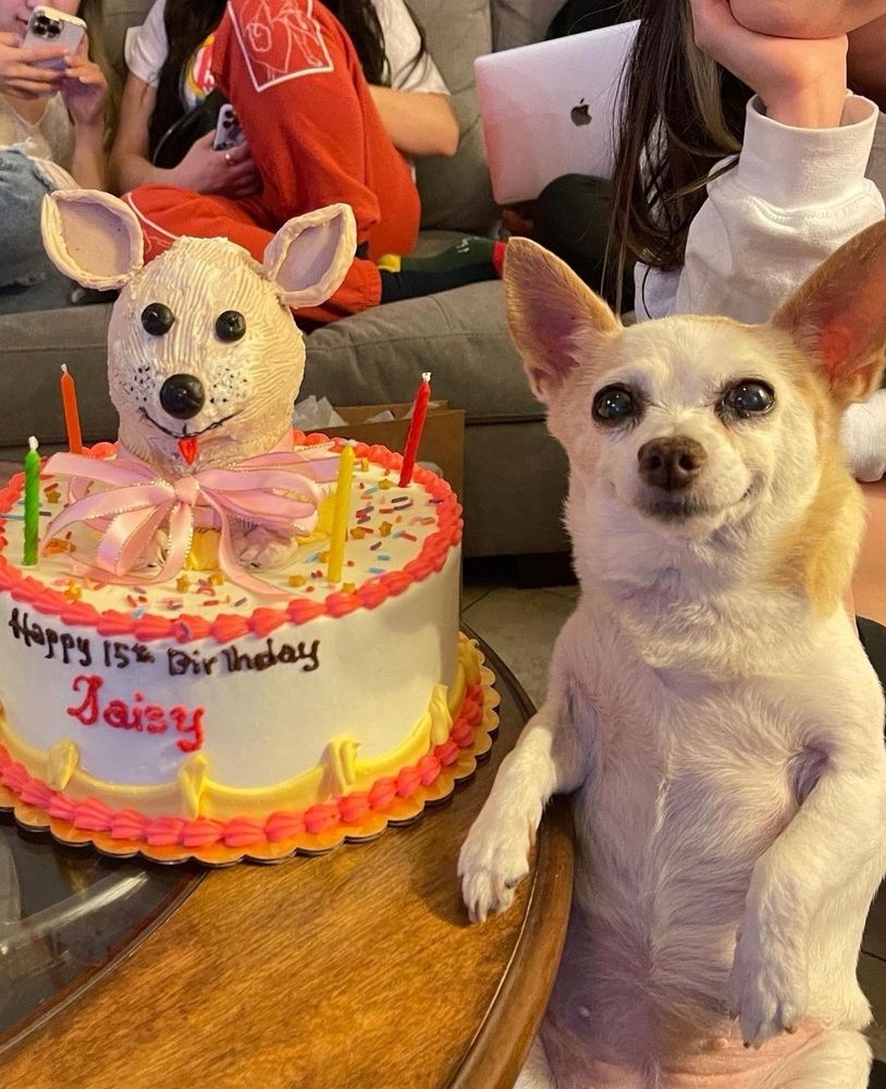 This is Daisy. She celebrated her quinceañera with a cake almost as adorable as she is. Almost. 13/10 #SeniorPupSaturday