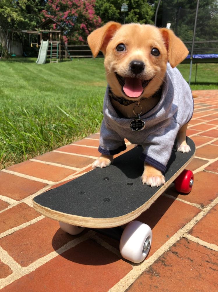 a little brown pup in a gray hoodie stands confidently on a skateboard with red and white wheels. he’s smiling wide, presumably because he just landed a sick kickflip.