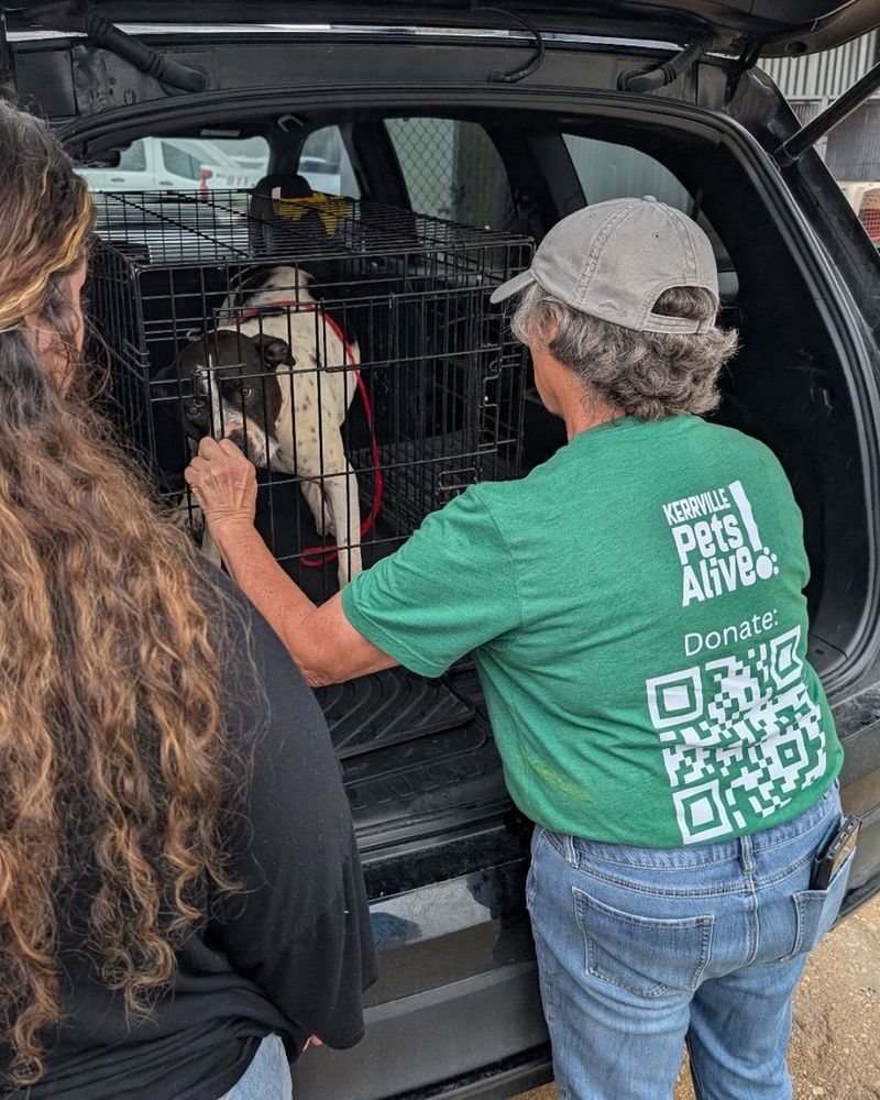 a person in a green Kerrville Pets Alive t-shirt and jeans offers a little something to a black and white dog who’s riding in a crate in the back of a car.
