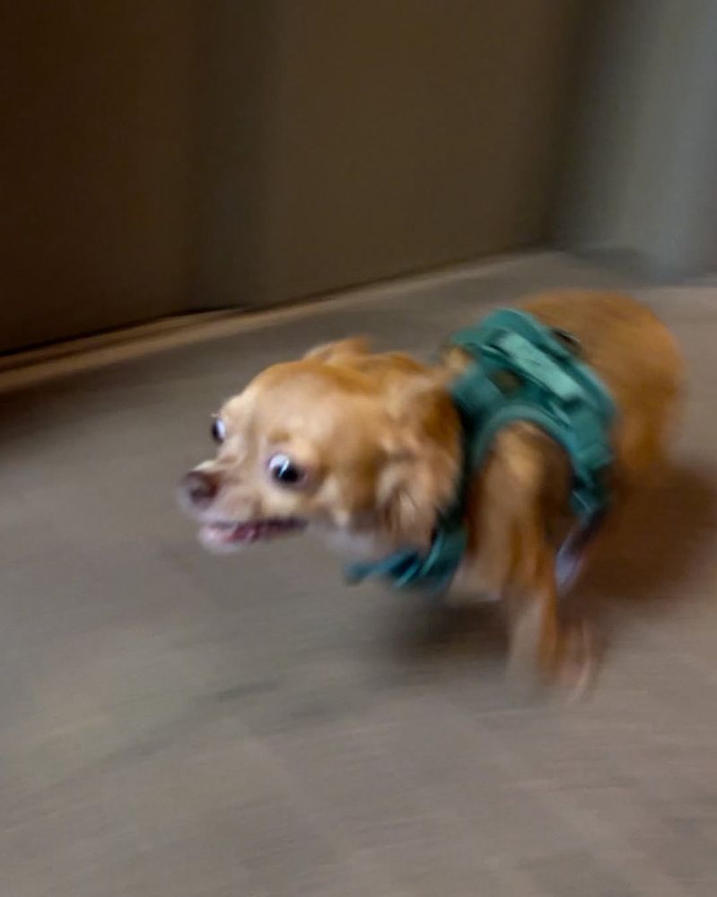 the chi is passing right in front of you, all four paws tucked in for maximum power.